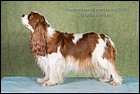 BRAITLAIT OF MOSKOU BABY COME TO BELWORTH exc4.jpg